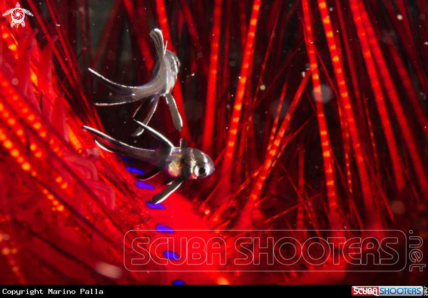 A Banggai Cardinal Fish