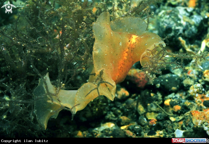 A sea slug