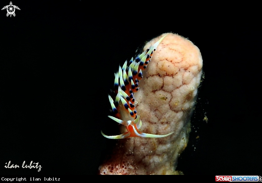 A Nudibranch
