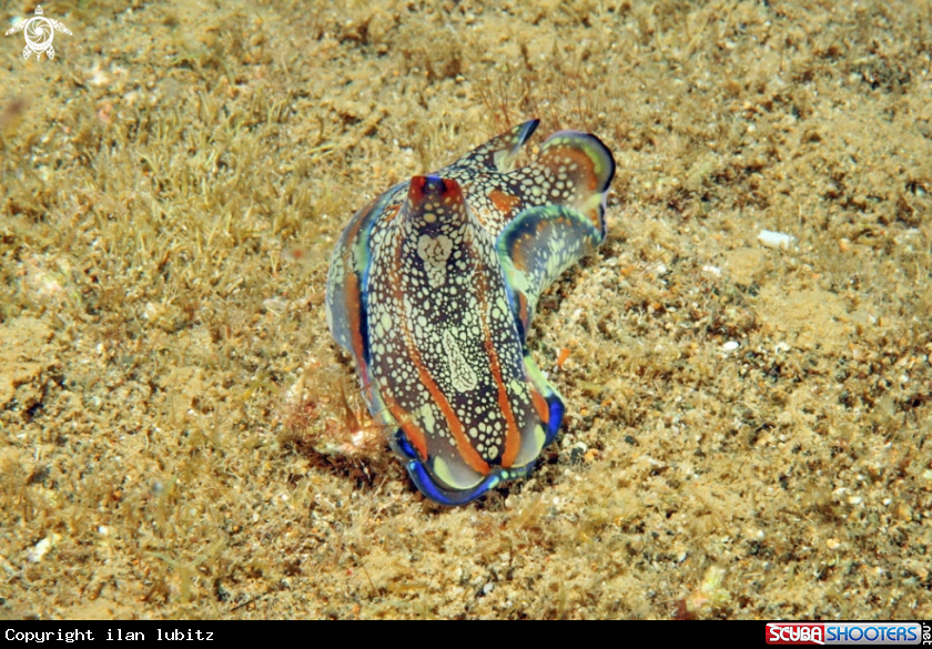 A sea slug