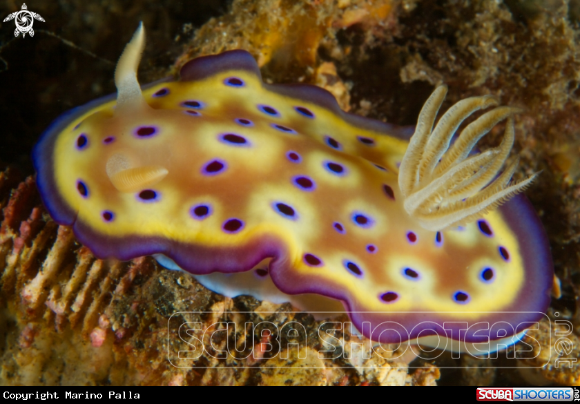 A Nudibranch