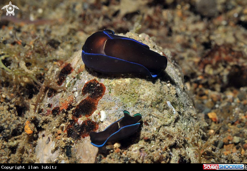 A sea slug