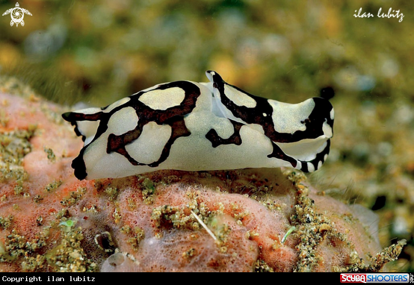 A sea slug