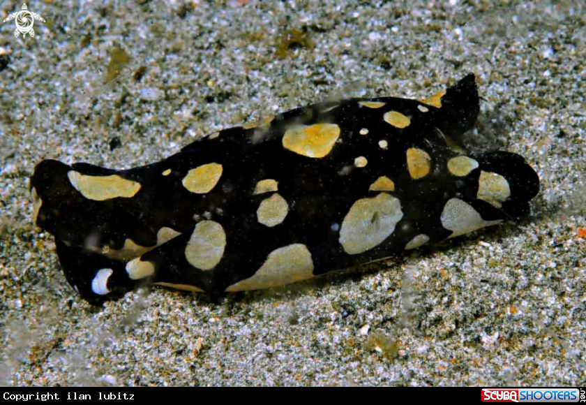 A sea slug