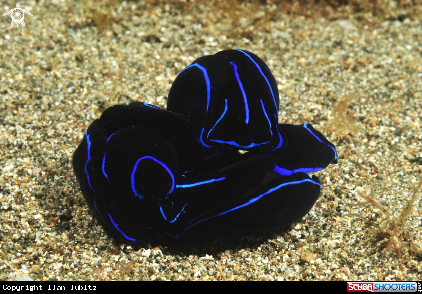 A sea slug