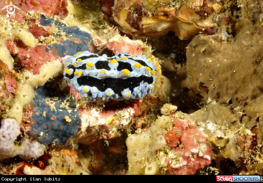 A Nudibranch