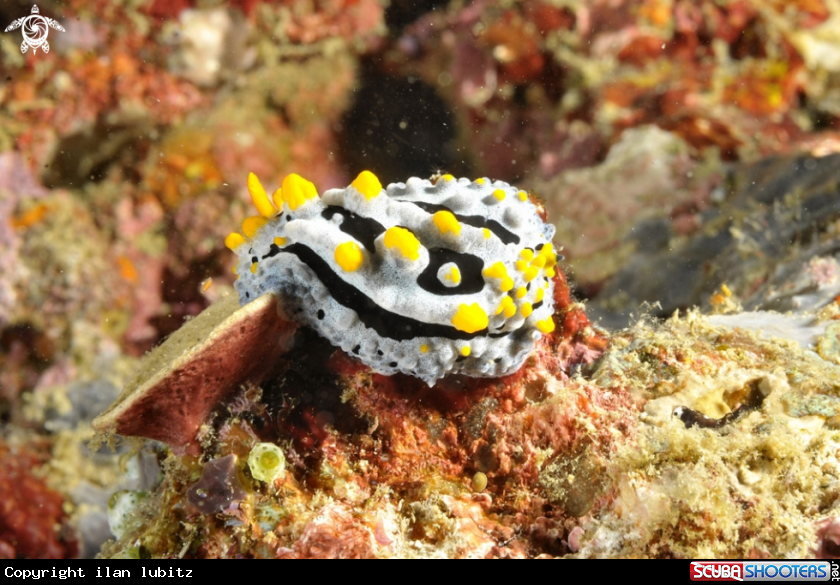 A Nudibranch