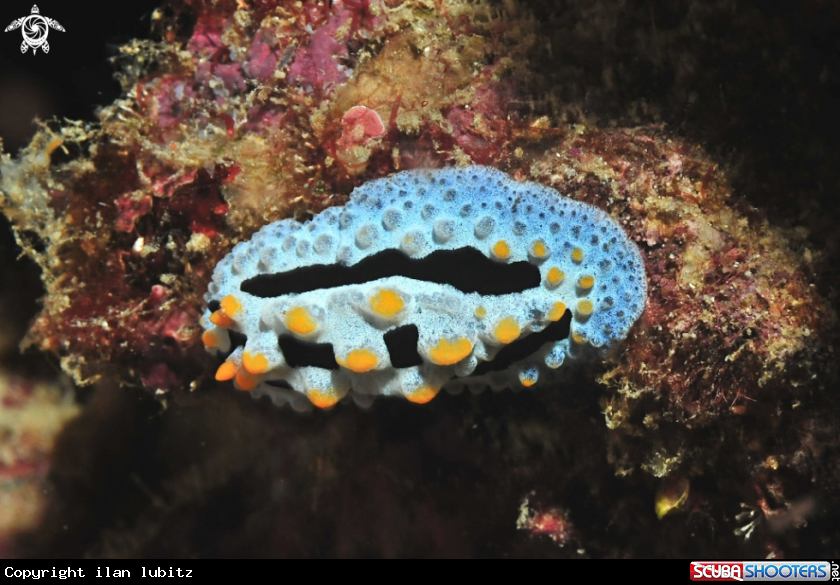 A Nudibranch