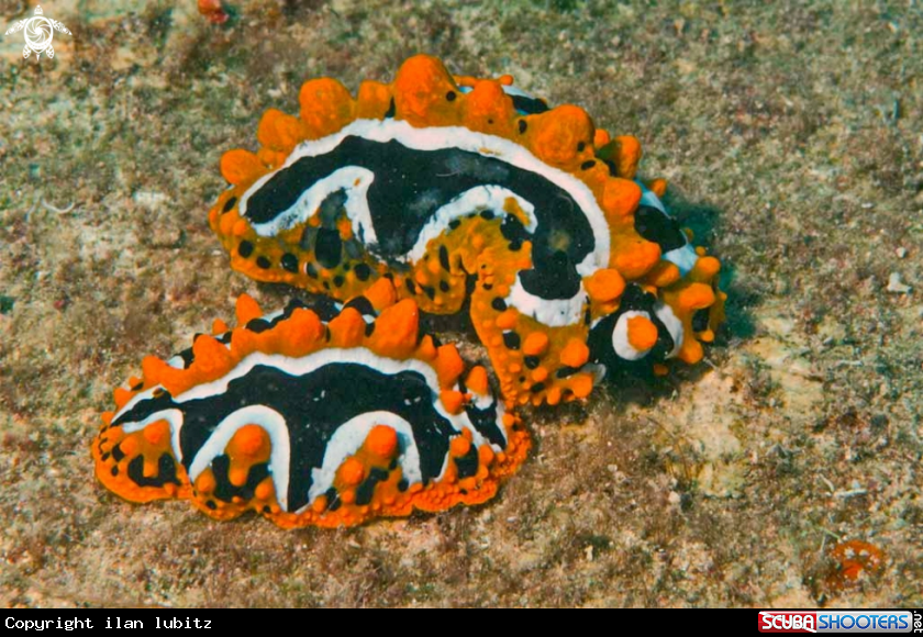 A Nudibranch