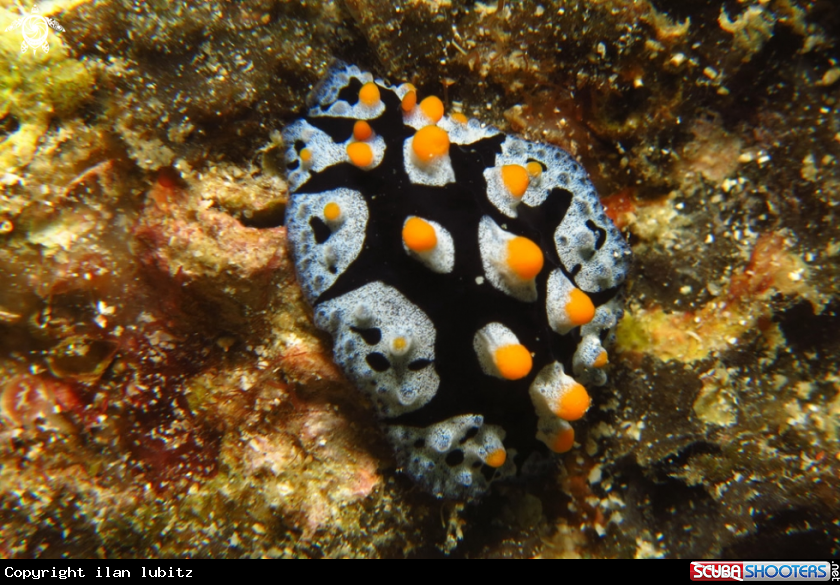 A Nudibranch