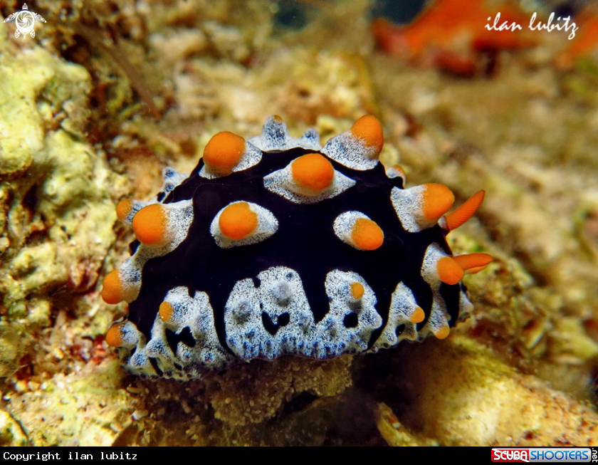 A Nudibranch