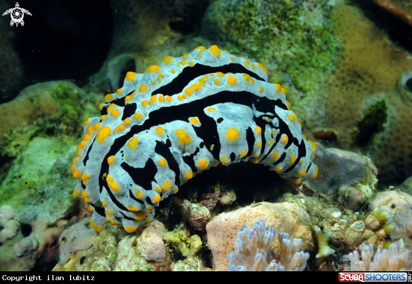 A Nudibranch