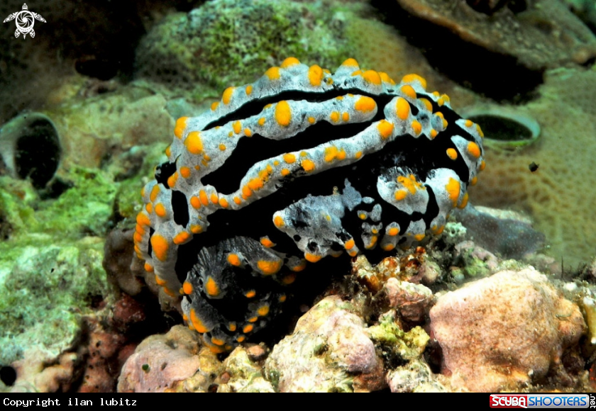 A Nudibranch