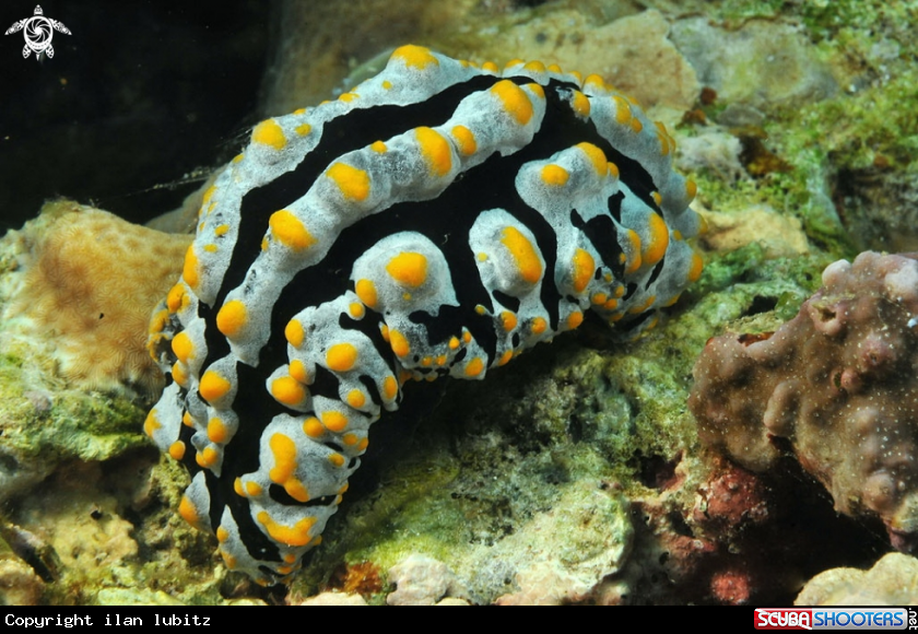 A Nudibranch