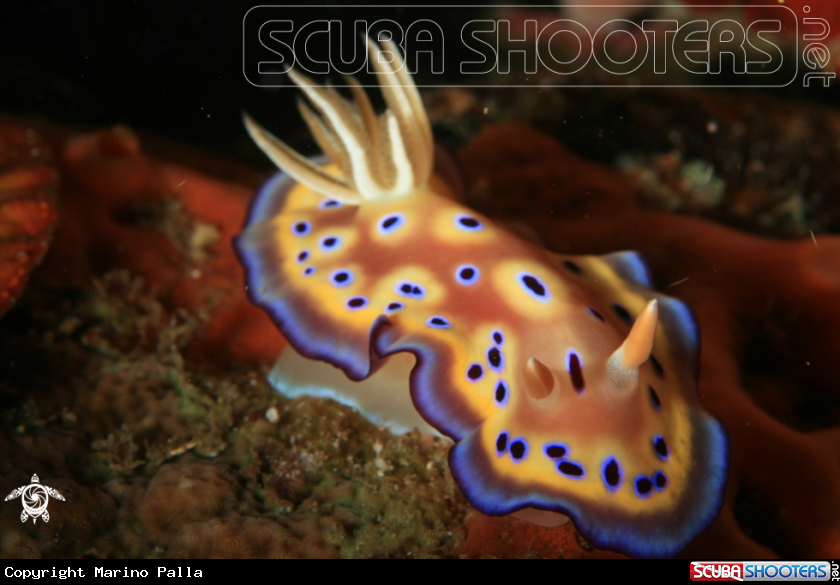 A Nudibranch