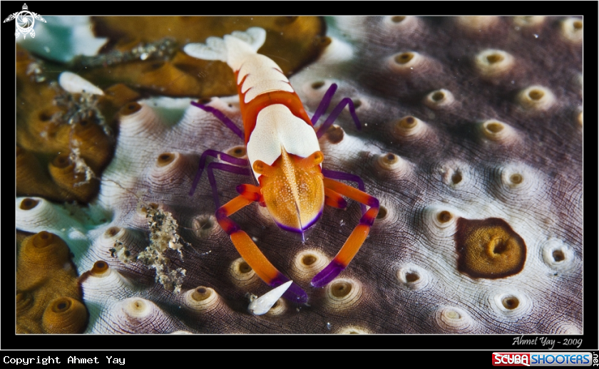 A Emperor Shrimp