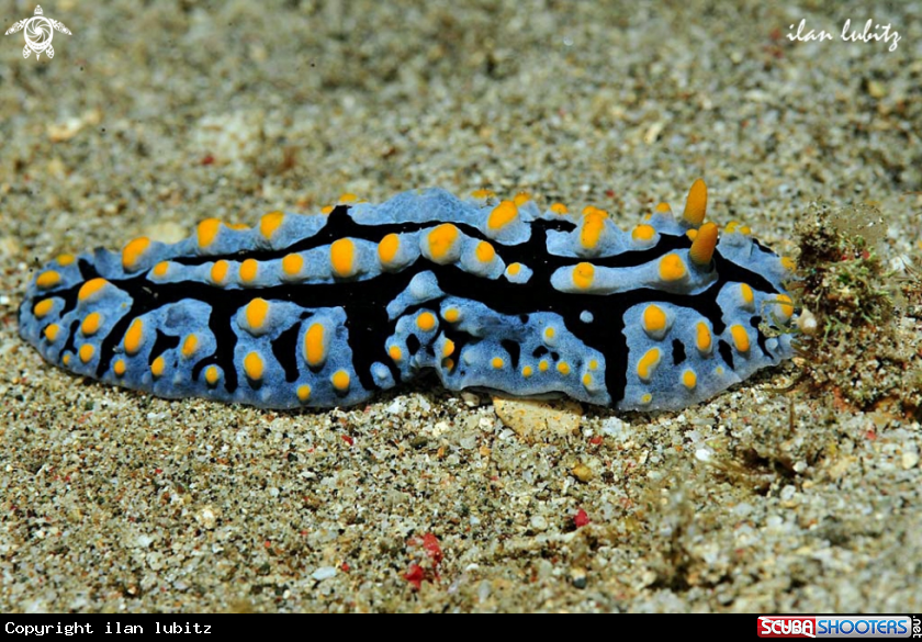 A Nudibranch
