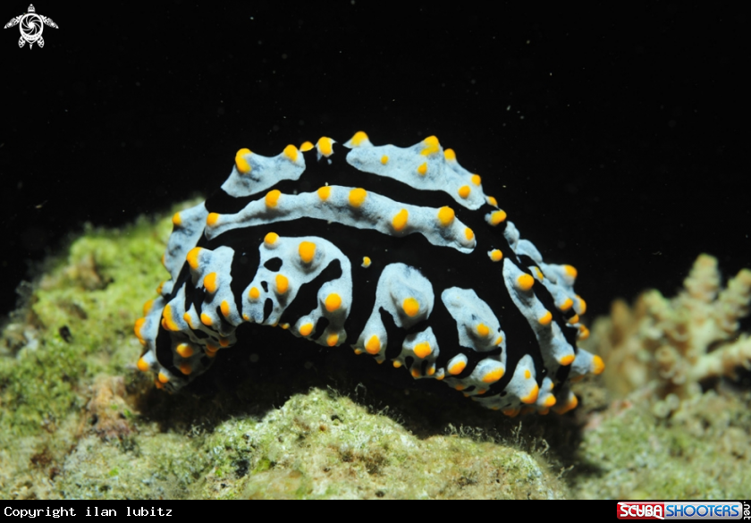 A Nudibranch