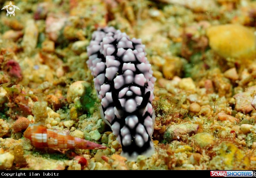 A Nudibranch