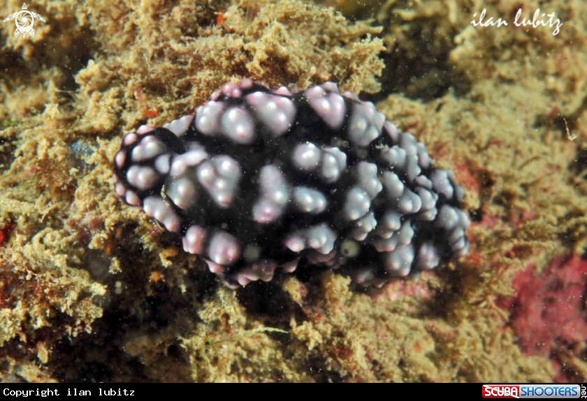 A Nudibranch