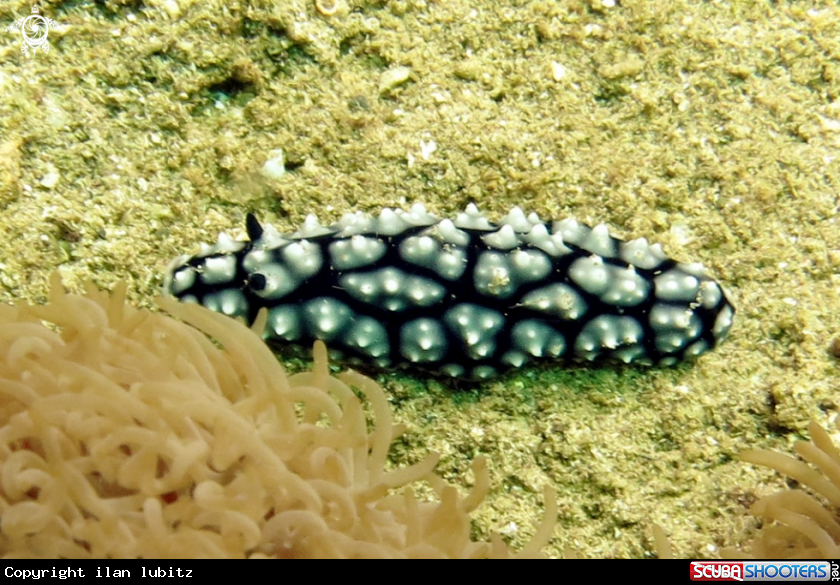 A Nudibranch