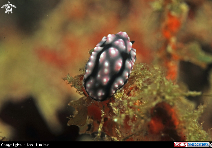 A Nudibranch