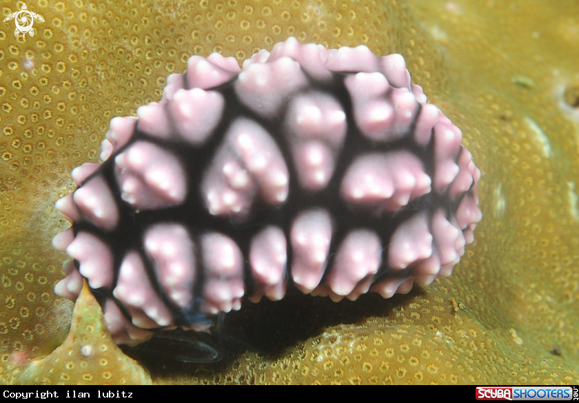 A Nudibranch