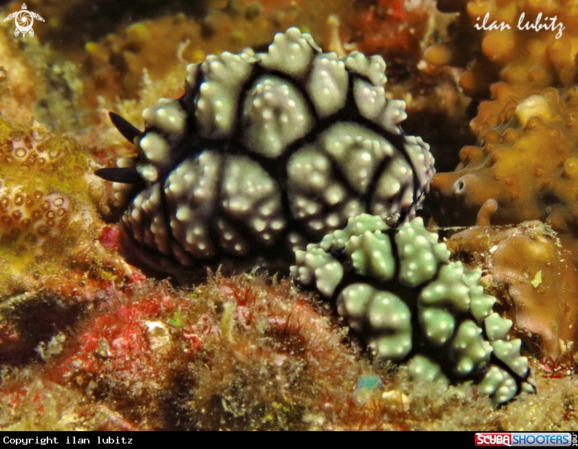 A Nudibranch