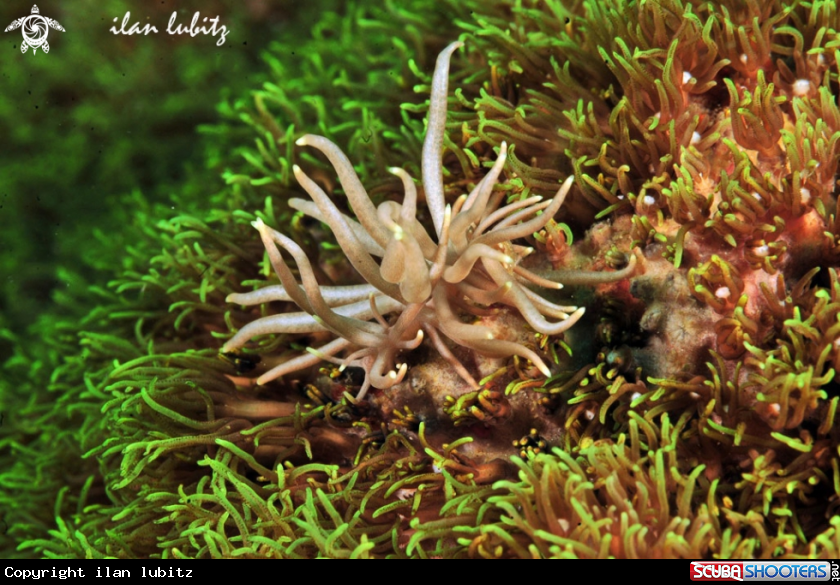 A Nudibranch