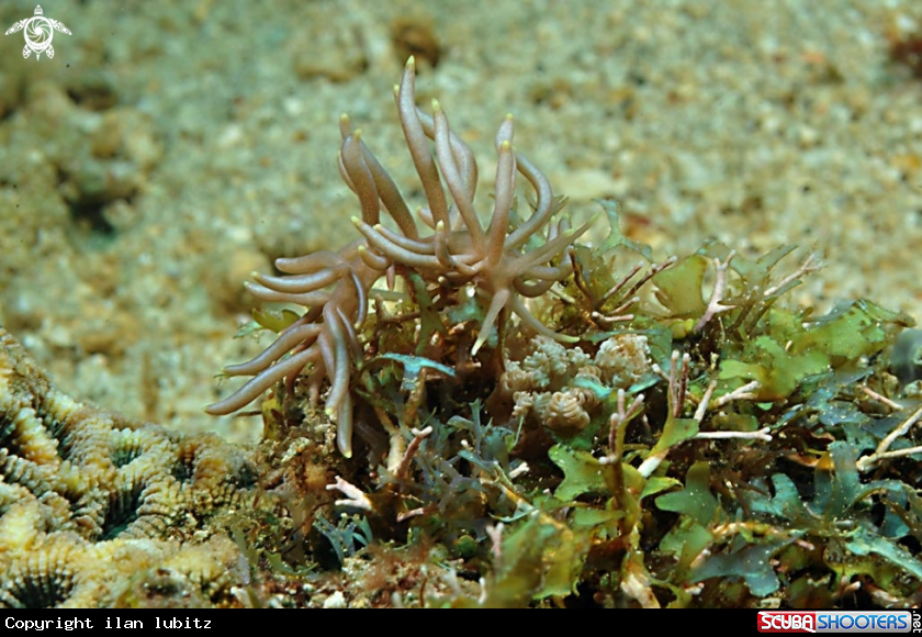 A Nudibranch