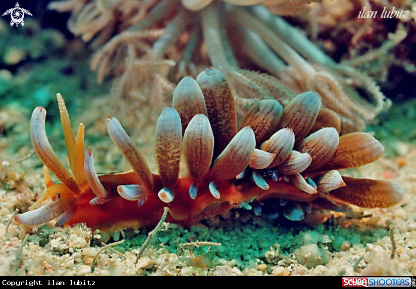 A Nudibranch