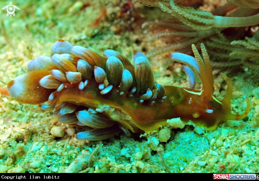 A Nudibranch