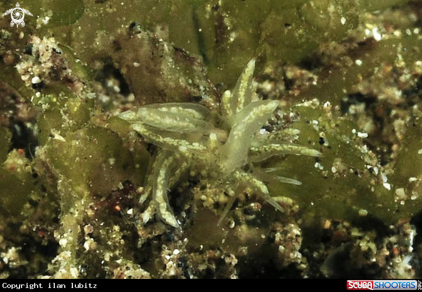 A sea slug