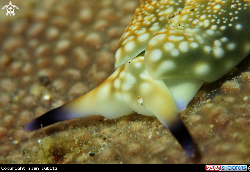 A Nudibranch