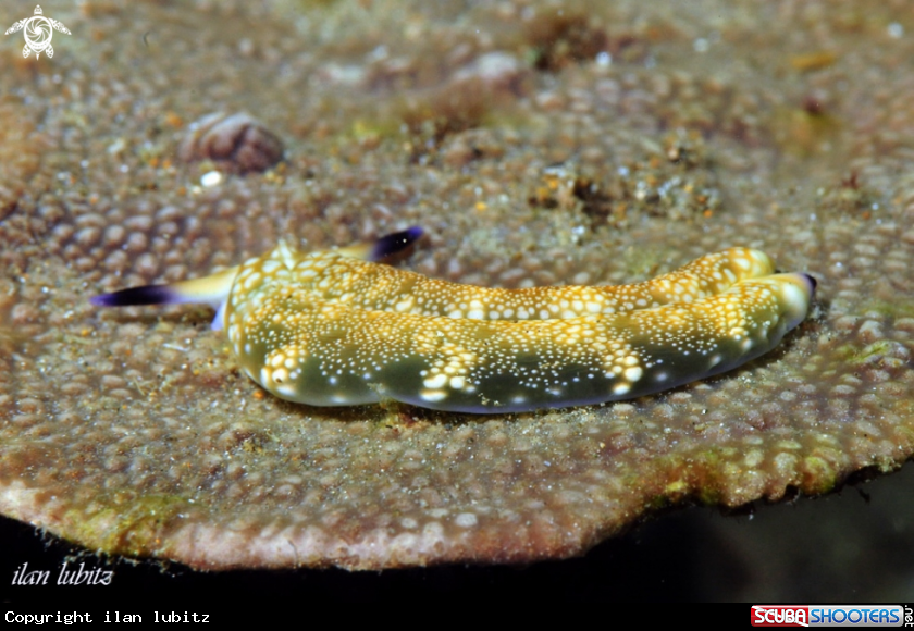 A Nudibranch