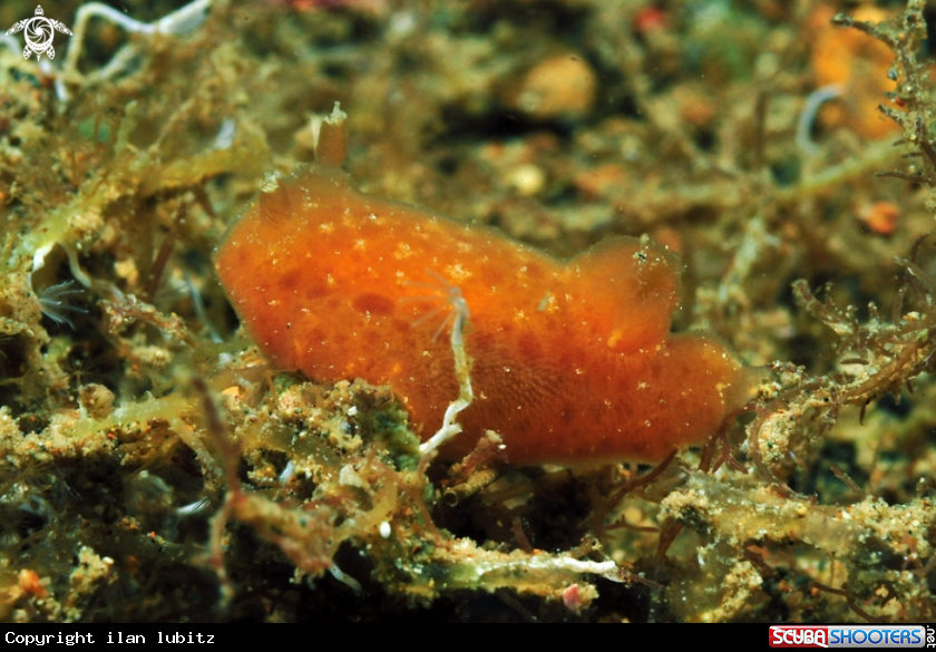 A sea slug