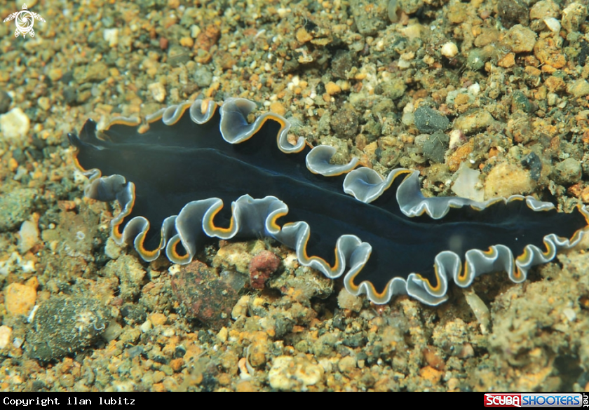 A flat worm