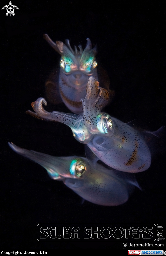 A Squid