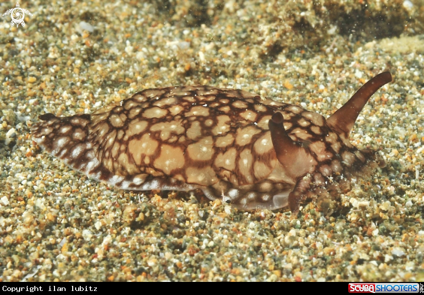 A Nudibranch