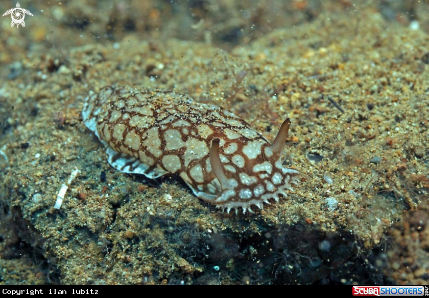 A Nudibranch