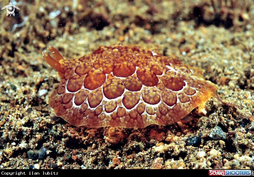 A sea slug