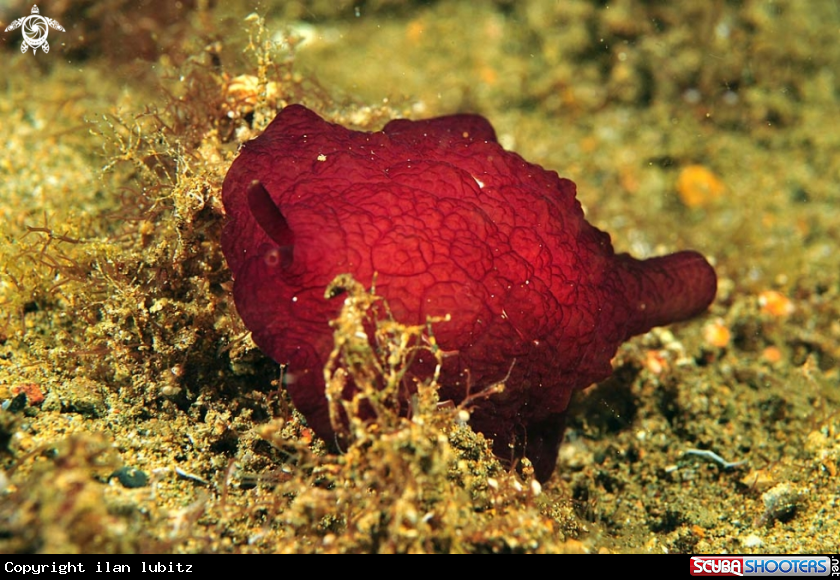A sea slug