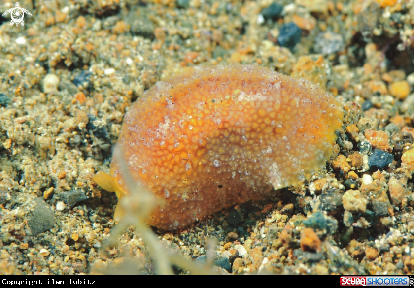A sea slug
