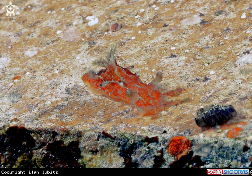 A Nudibranch