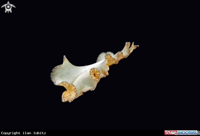 A flat worm