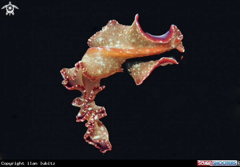 A flat worm