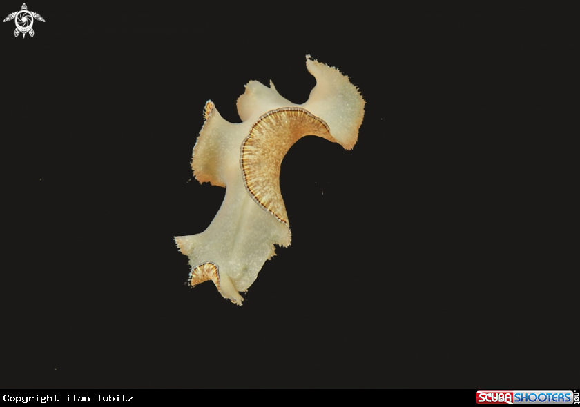 A flat worm