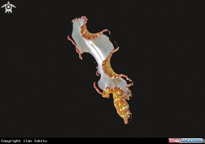 A flat worm