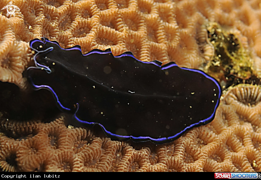 A flat worm