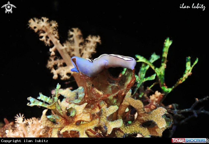 A flat worm